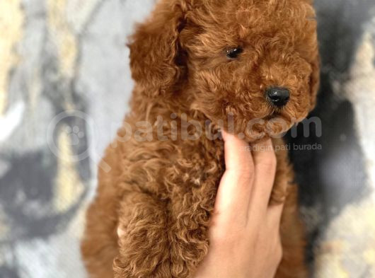 Evinize Neşe Katıcak Poodle Bebekler görsel