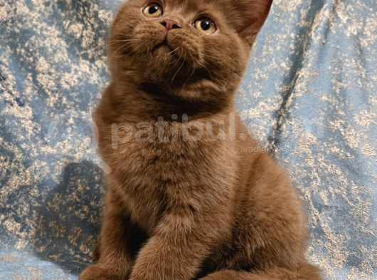 Safkan Bri̇ti̇sh Shorthai̇r Yavru Ci̇nnamon Tarçin Kahverengi̇