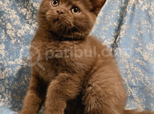 Safkan Bri̇ti̇sh Shorthai̇r Yavru Ci̇nnamon Tarçin Kahverengi̇ görsel