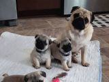 Pug Bebekler Uygun