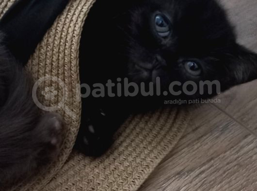 4 Tane Yavru Kedimiz Yeni Sahiplerini Bekliyor görsel