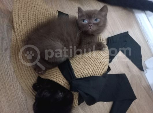 4 Tane Yavru Kedimiz Yeni Sahiplerini Bekliyor görsel