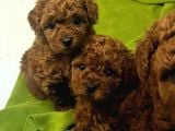 Red Brown Renk Toy Poodle Bebekler