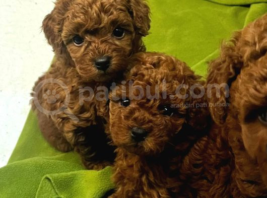 Teacup Cep Boy  Red Brown Poodle Bebekler