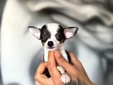 Lekesiz Kar Beyaz Chihuahua Yavrular