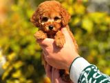 Teacup Cep Boy  Red Brown Poodle Bebekler
