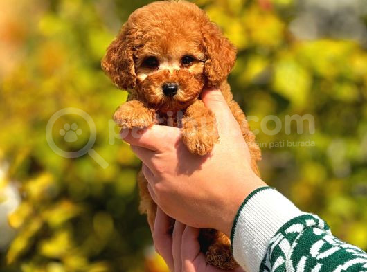 Teacup Cep Boy  Red Brown Poodle Bebekler görsel