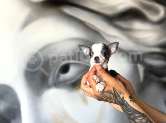 Lekesiz Kar Beyaz Chihuahua Yavrular görsel