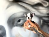 Teacup Boy Şivava Bebekler