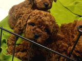 Teacup Cep Boy  Red Brown Poodle Bebekler