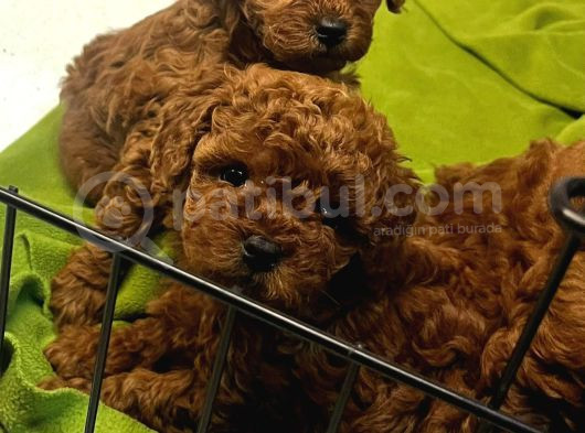 Teacup Cep Boy  Red Brown Poodle Bebekler görsel