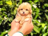 Kore poodle yavrularımız