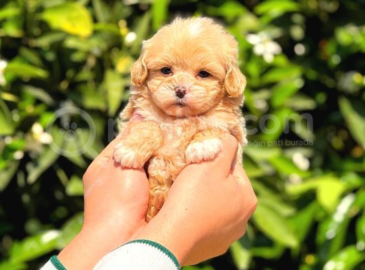 Kore Poodle Yavrularımız