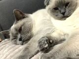 Anne ve kızına kalıcı yuva olmak ister misin