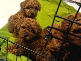 Teacup Cep Boy  Red Brown Poodle Bebekler