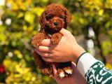 Teacup Cep Boy  Red Brown Poodle Bebekler