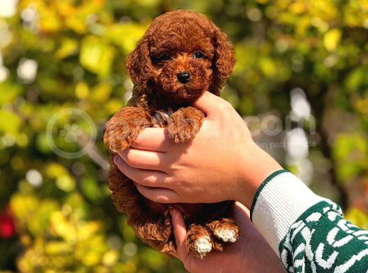 Teacup Cep Boy  Red Brown Poodle Bebekler görsel