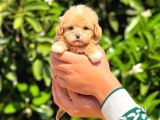 Kore Poodle Yavrularımız