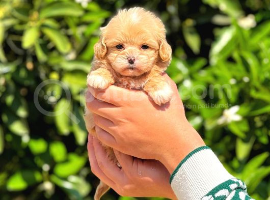 Kore Poodle Yavrularımız görsel