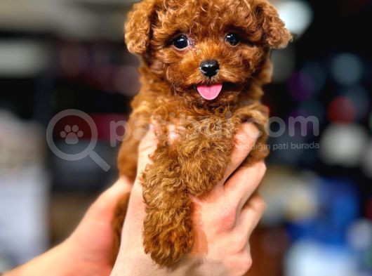 Red Brown Renk Toy Poodle Bebekler