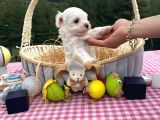 A Secereli Babadan Maltese Yavrular