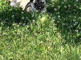 8 Aylık Dişi Pug