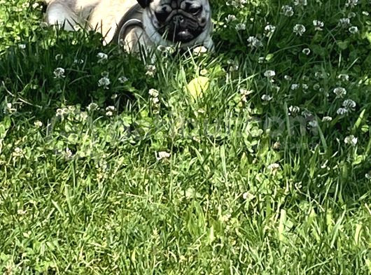 8 Aylık Dişi Pug görsel