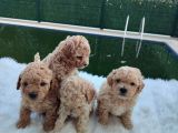 Evinizin neşesi F1 maltipoo bebeklerimiz