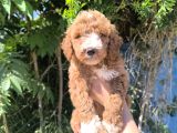 Efsane Dev Giant Poodle Yavruları