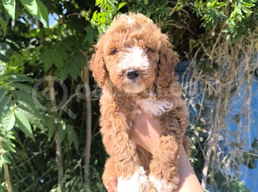 Efsane Dev Giant Poodle Yavruları görsel