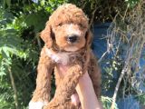 Efsane Dev Giant Poodle Yavruları