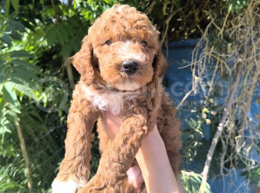 Efsane Dev Giant Poodle Yavruları görsel