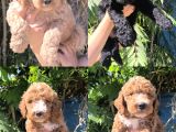 Efsane DEV giant poodle yavruları