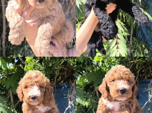 Efsane Dev Giant Poodle Yavruları