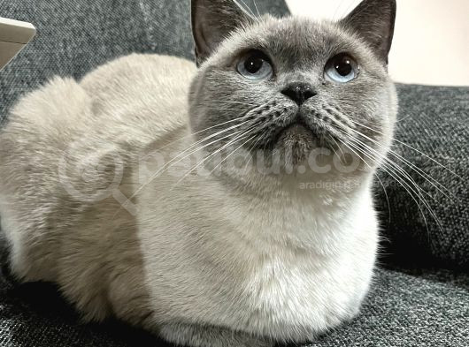 Anne Ve Kızına Kalıcı Yuva Olmak Ister Misin görsel