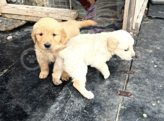 15 Şubat Doğumlu Son 1 Adet Golden Yavrumuz görsel