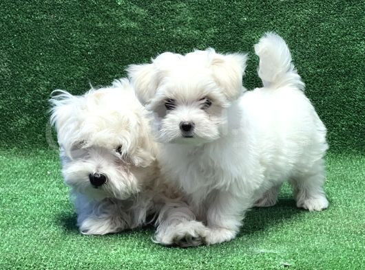 Kapi Tesli̇m İmkani İle Maltese Yavrular görsel