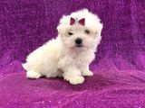 Bembeyaz Maltese Bebekler