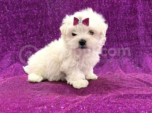 Bembeyaz Maltese Bebekler görsel