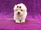 Bembeyaz Maltese Bebekler