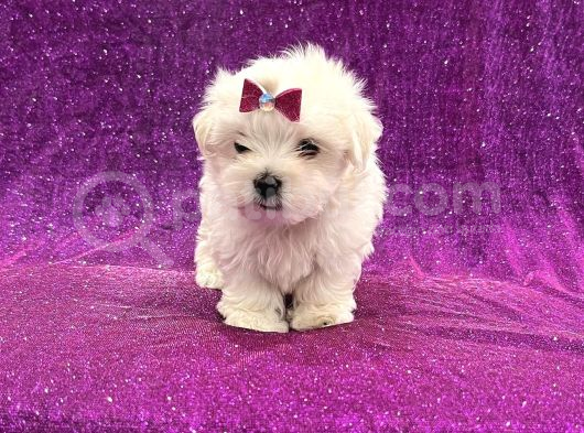 Bembeyaz Maltese Bebekler görsel