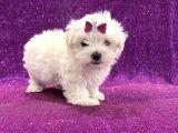 Bembeyaz Maltese Bebekler