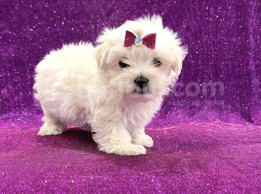 Bembeyaz Maltese Bebekler görsel