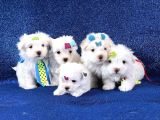 Bembeyaz maltese bebekler