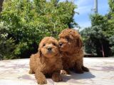 Sevi̇mli̇ Ve Kivircik Toy Poodle
