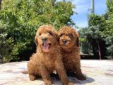 SEVİMLİ VE KIVIRCIK TOY POODLE