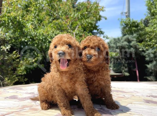 Sevi̇mli̇ Ve Kivircik Toy Poodle