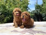 Sevi̇mli̇ Ve Kivircik Toy Poodle