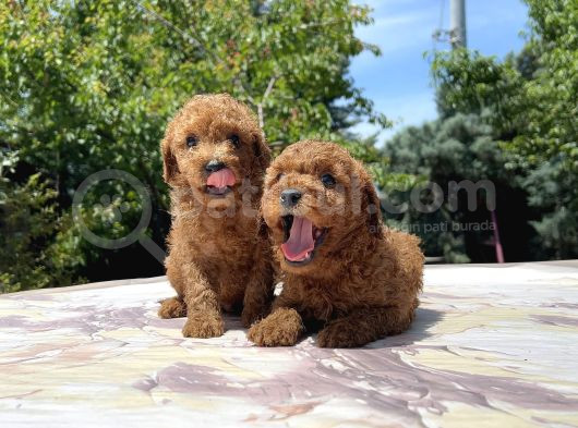 Sevi̇mli̇ Ve Kivircik Toy Poodle görsel