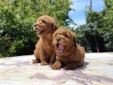 Sevi̇mli̇ Ve Kivircik Toy Poodle